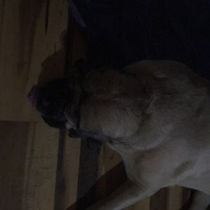 Meet your Posher, Margaret